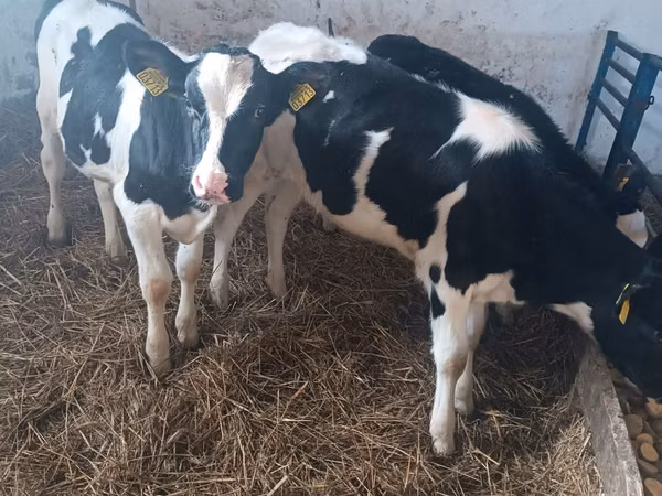 Cow, Russian Black pied cattle