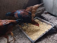 Chickens — 照片 6