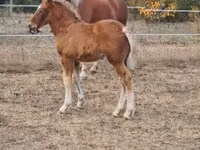 Mare, Horses — photo 1