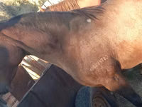 घोड़ी, Arabian horse — फ़ोटो 3