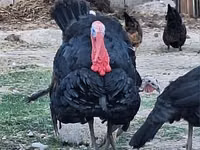 Turkeys — Foto 1