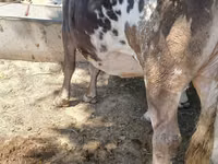 母牛, Alatau breed — 照片 1