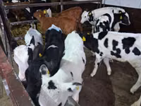Bulle, Russian Black pied cattle — Foto 4