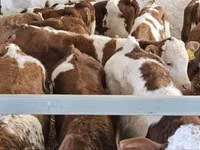 Bulle, Simmental cattle — Foto 3