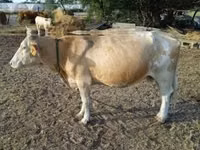 Kuh, Simmental cattle — Foto 4