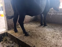 Kuh, Swiss cattle — Foto 7