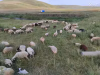 Oveja, Balbas sheep — foto 5