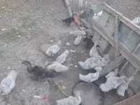 Ducks — الصورة 1
