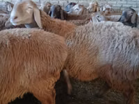 Widder, Arashan sheep — Foto 4