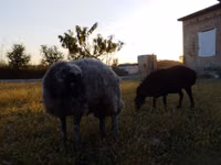 Widder, Rhon sheep — Foto 5