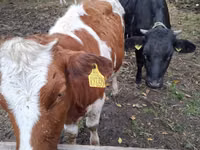 بقرة, Simmental cattle — الصورة 1