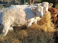 母牛, Charolais cattle — 照片 3