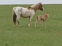 Caballo, Mugalzhar horse — foto 3
