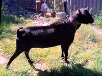 公山羊, Goats — 照片 1
