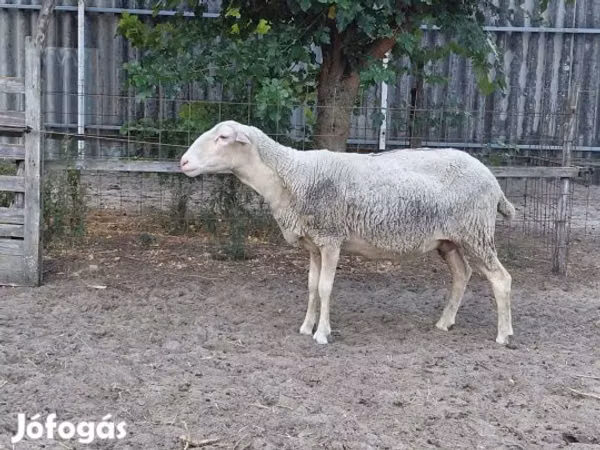 भेड़, Lacaune sheep