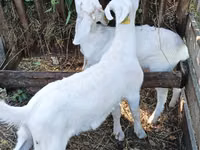 बकरा, Saanen goat — फ़ोटो 2