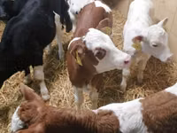 Bovinos (lote, sexo no especificado), Simmental cattle — foto 1