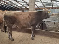 بقرة, Swiss cattle — الصورة 1