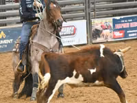 घोड़ी, Quarter Horse — फ़ोटो 8