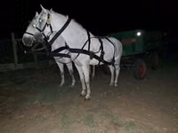 حصان, الخيول — الصورة 1