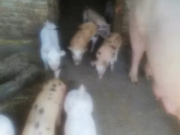 Sow, Pigs
