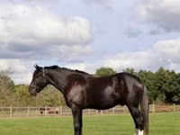 Адуу, Percheron — 2 зураг