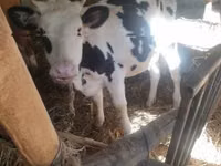 Бух, Russian Black pied cattle — 2 зураг