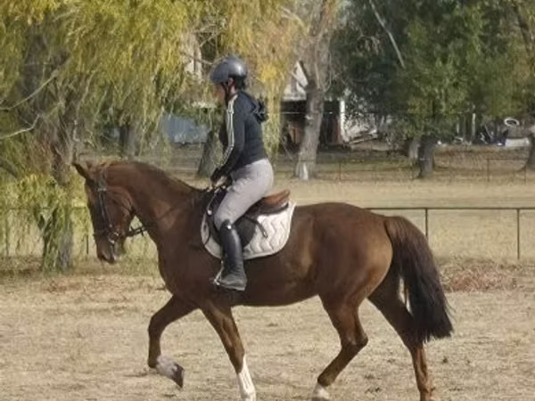 Mare, Hungarian horse breed