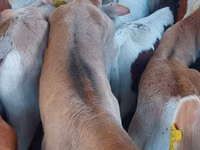 أبقار (دفعة، الجنس غير محدد), Simmental cattle — الصورة 2
