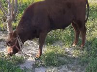 公牛, Cattle — 照片 6