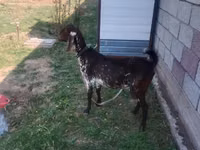 Cabra, Nubian Goat — foto 2