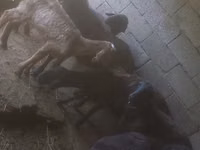 भेड़, भेड़ — फ़ोटो 1