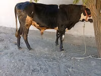 Бух, Russian Black pied cattle — 2 зураг