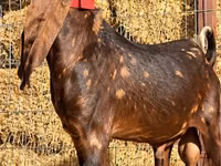 बकरा, Kamori goats — फ़ोटो 1