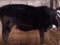 公牛, Aberdeen-Angus — 照片 2