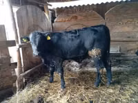 Bulle, Limousin-Kuh — Foto 4