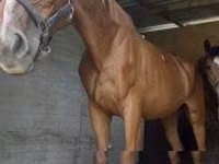 घोड़ी, Polish pony — फ़ोटो 2