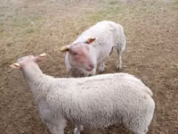 Sheep (batch, sex not specified), Charollais sheep — photo 2