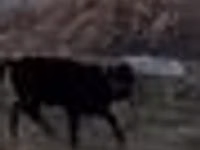 Bulle, Swedish red cattle — Foto 5