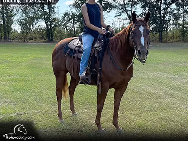 Кобыла, Квотерхорс