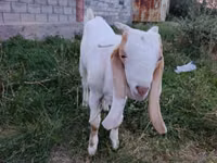 Cabro, Gulabi goats — foto 1