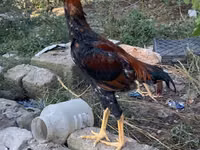 Shamo chickens — photo 3