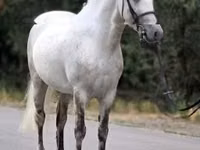 Caballo, Falabella — foto 1