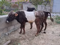 公牛, Cattle — 照片 1