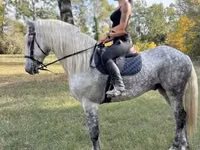 घोड़ा, Andalusian horse — फ़ोटो 6