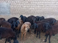 Widder, Blackheaded Persian sheep — Foto 1