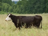 Үнээ, Yaroslavl cattle — 2 зураг