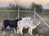 Cow, Brahman — photo 4