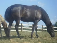 Yegua, Black Sea breed — foto 2