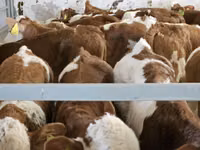 Bulle, Simmental cattle — Foto 4